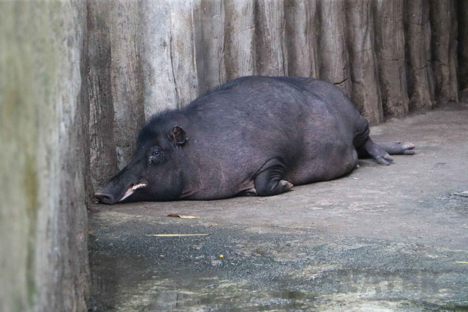 Philippine warty pig, July 2016