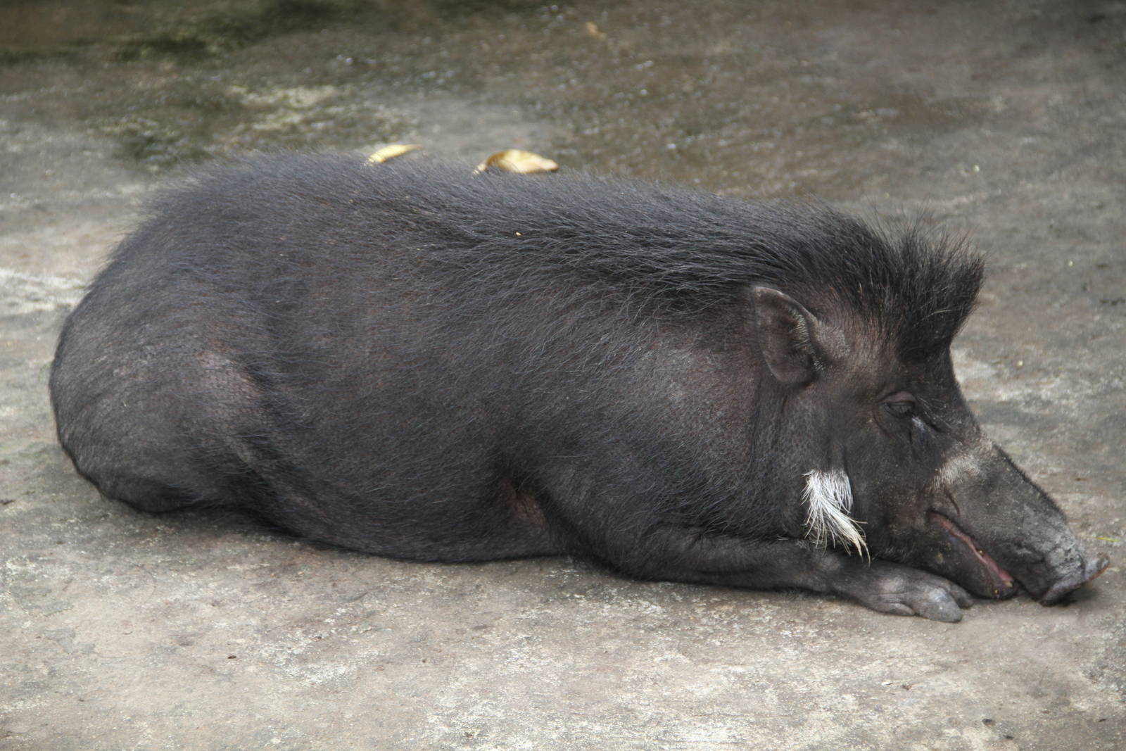 Philippine Warty Pig (Sus philippensis)