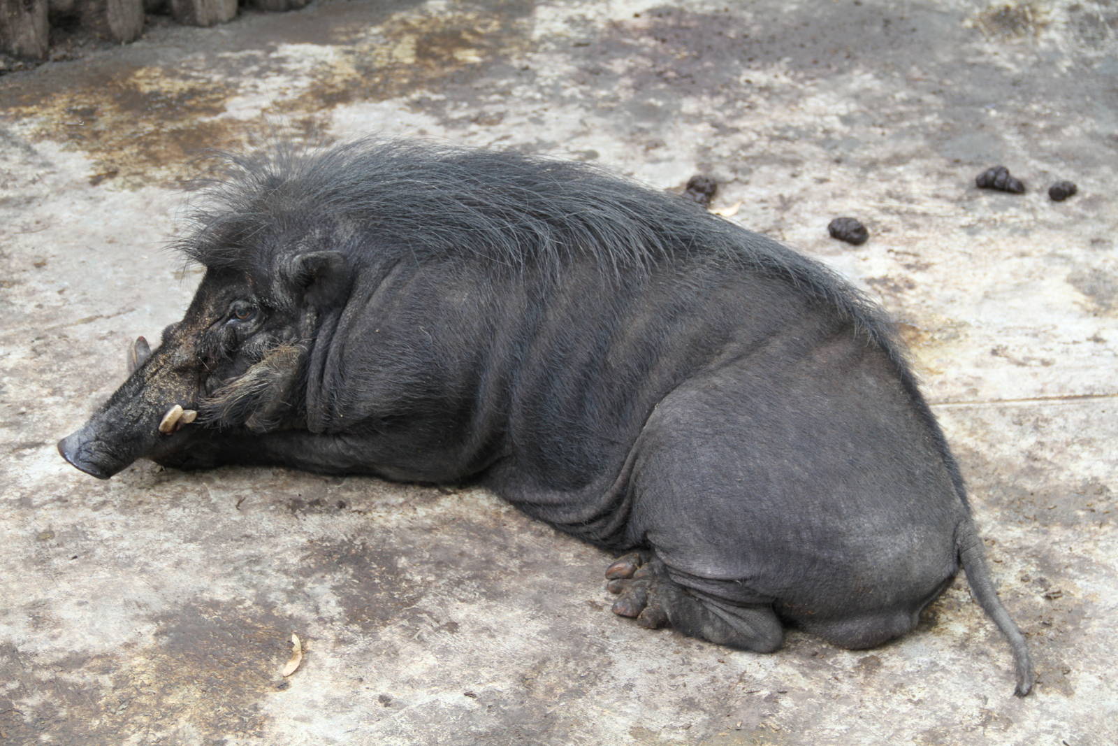 Philippine Warty Pig (Sus philippensis)