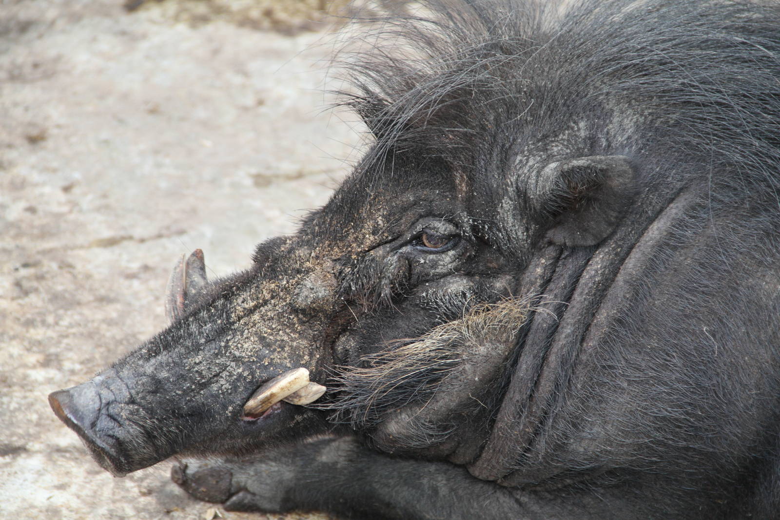 Philippine Warty Pig (Sus philippensis)