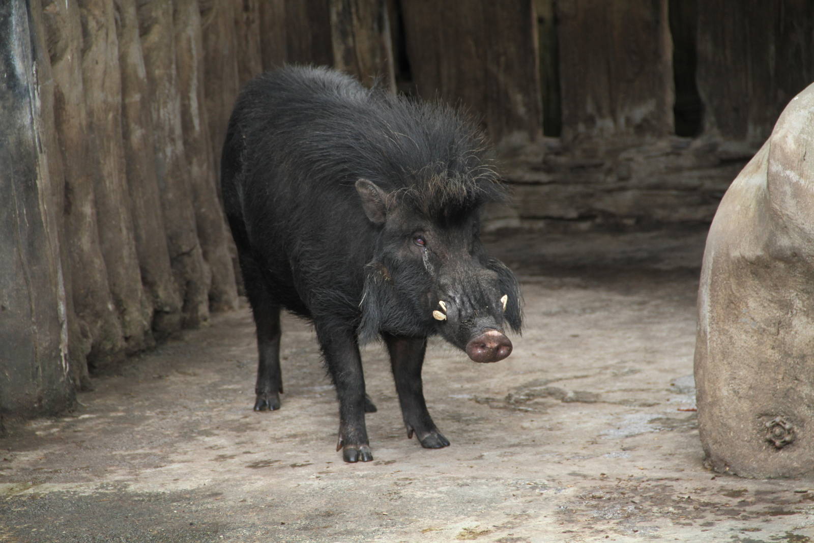 Philippine Warty Pig (Sus philippensis)