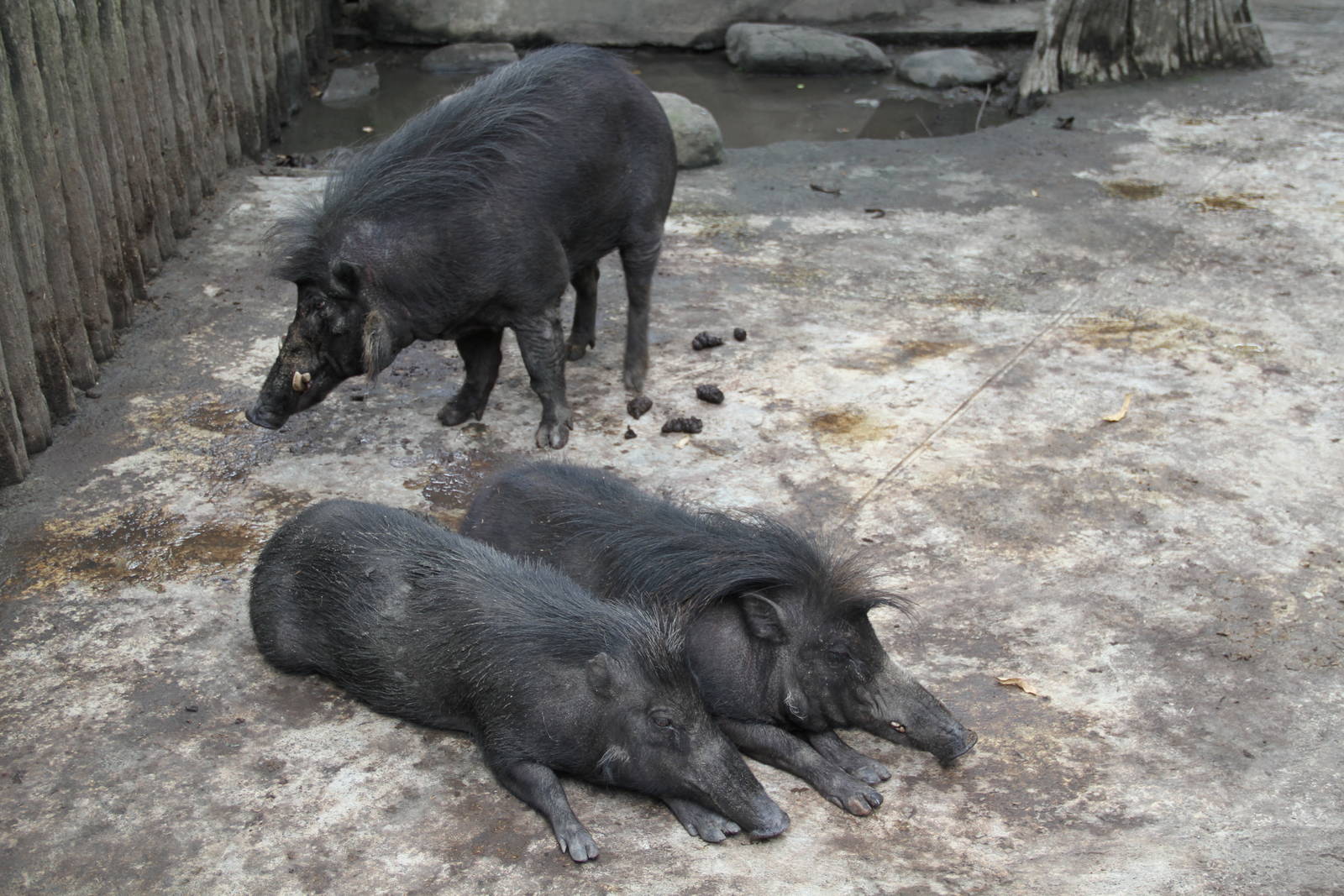 Philippine Warty Pig (Sus philippensis)