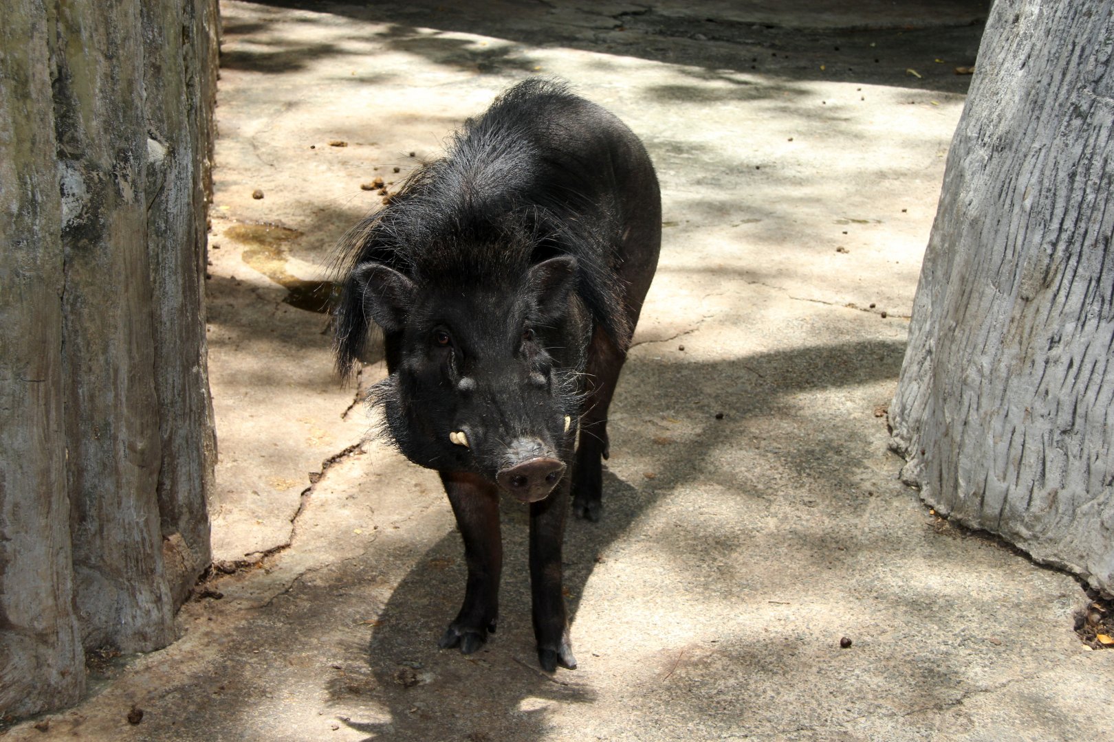Philippine warty pig (Sus philippensis)
