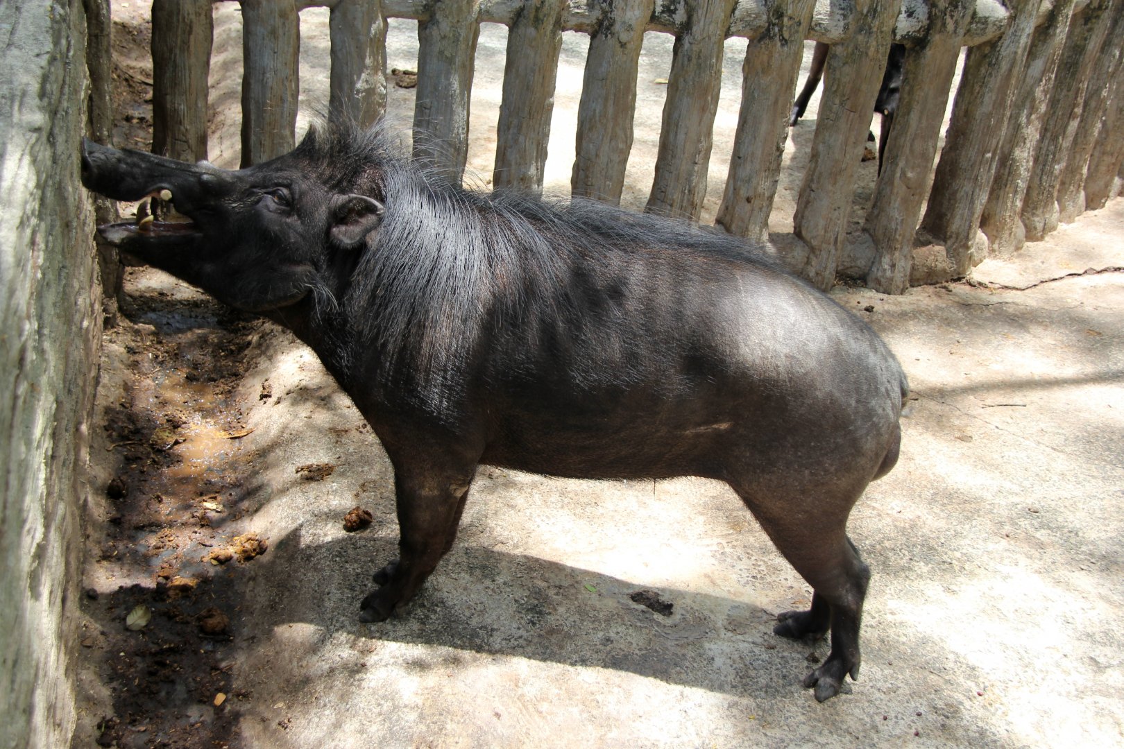 Philippine warty pig (Sus philippensis)