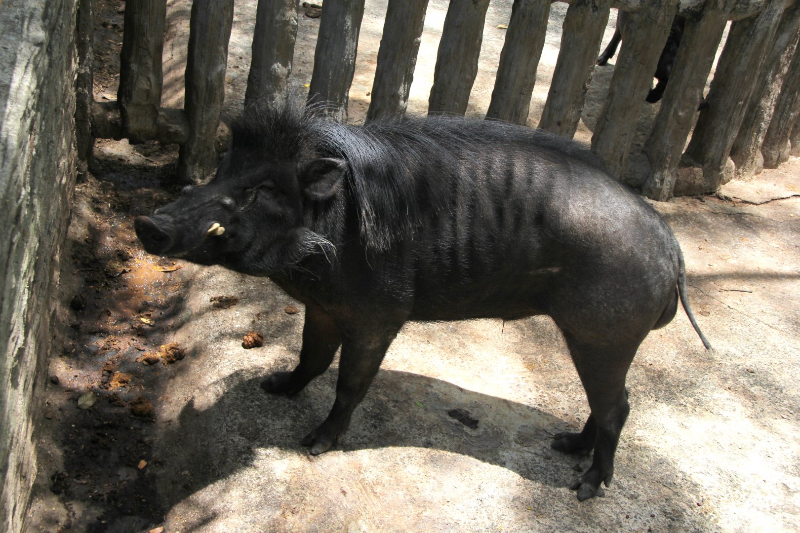 Philippine warty pig (Sus philippensis)