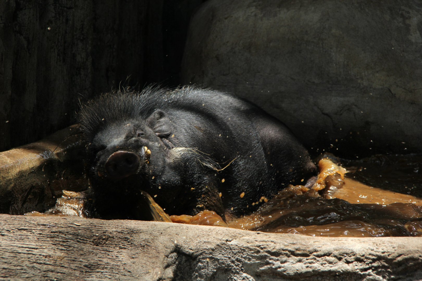 Philippine warty pig (Sus philippensis)