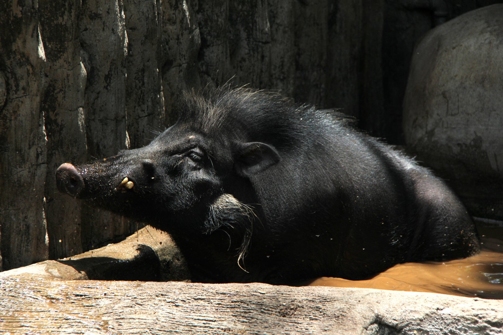 Philippine warty pig (Sus philippensis)