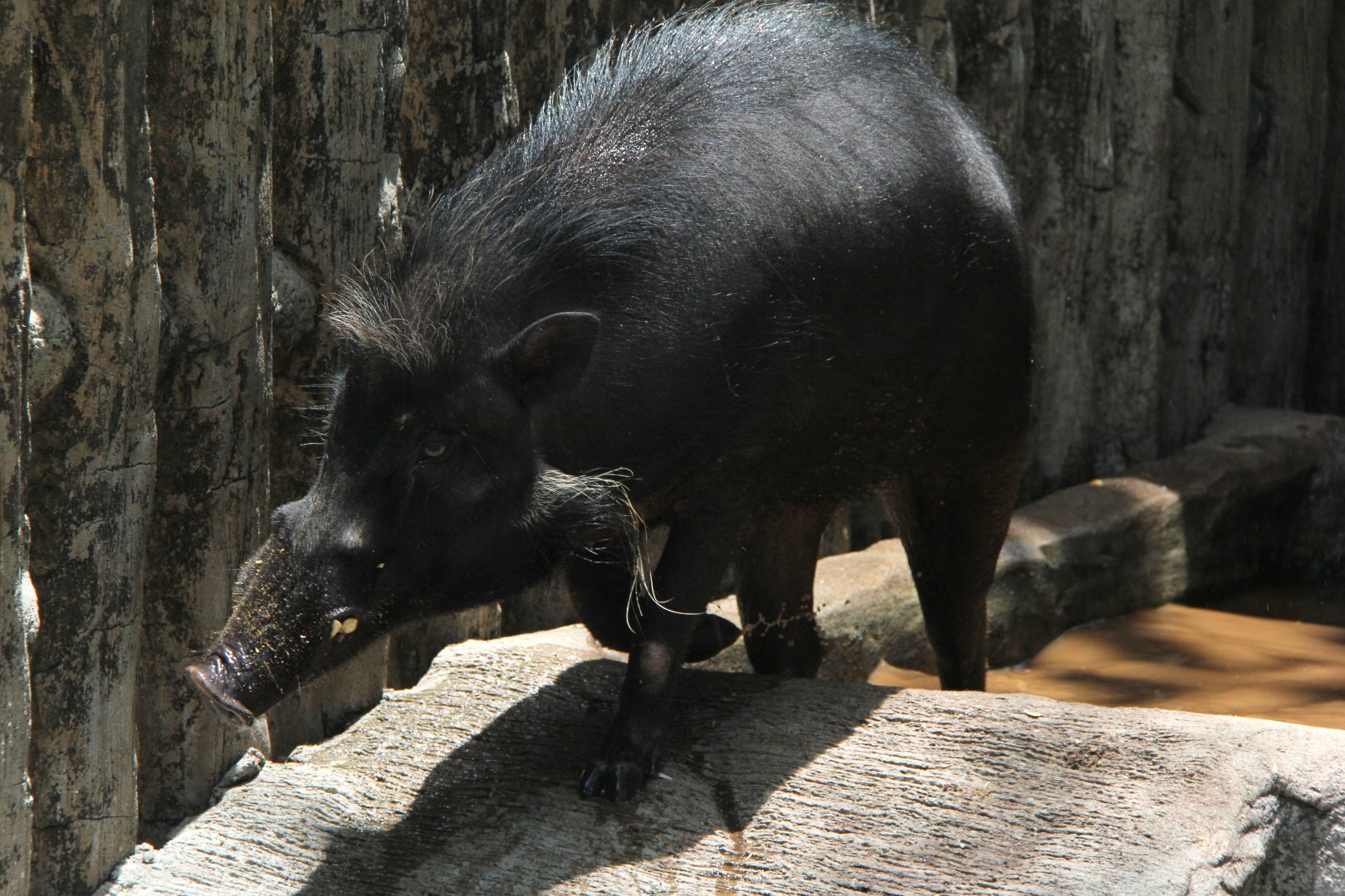 Philippine warty pig (Sus philippensis)