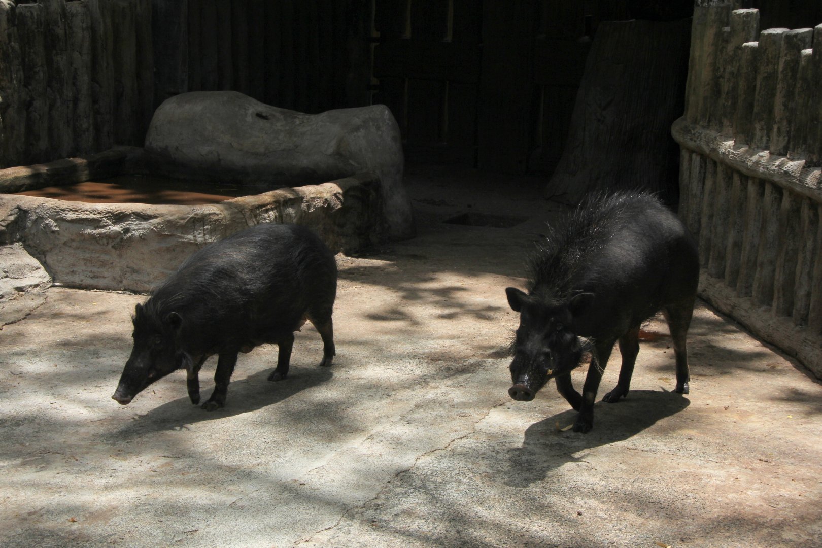 Philippine warty pigs (Sus philippensis)
