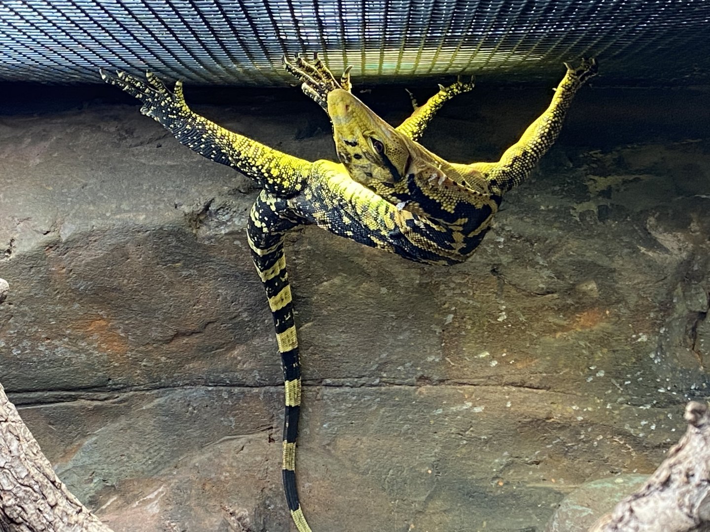 Philippine water monitor 050120
