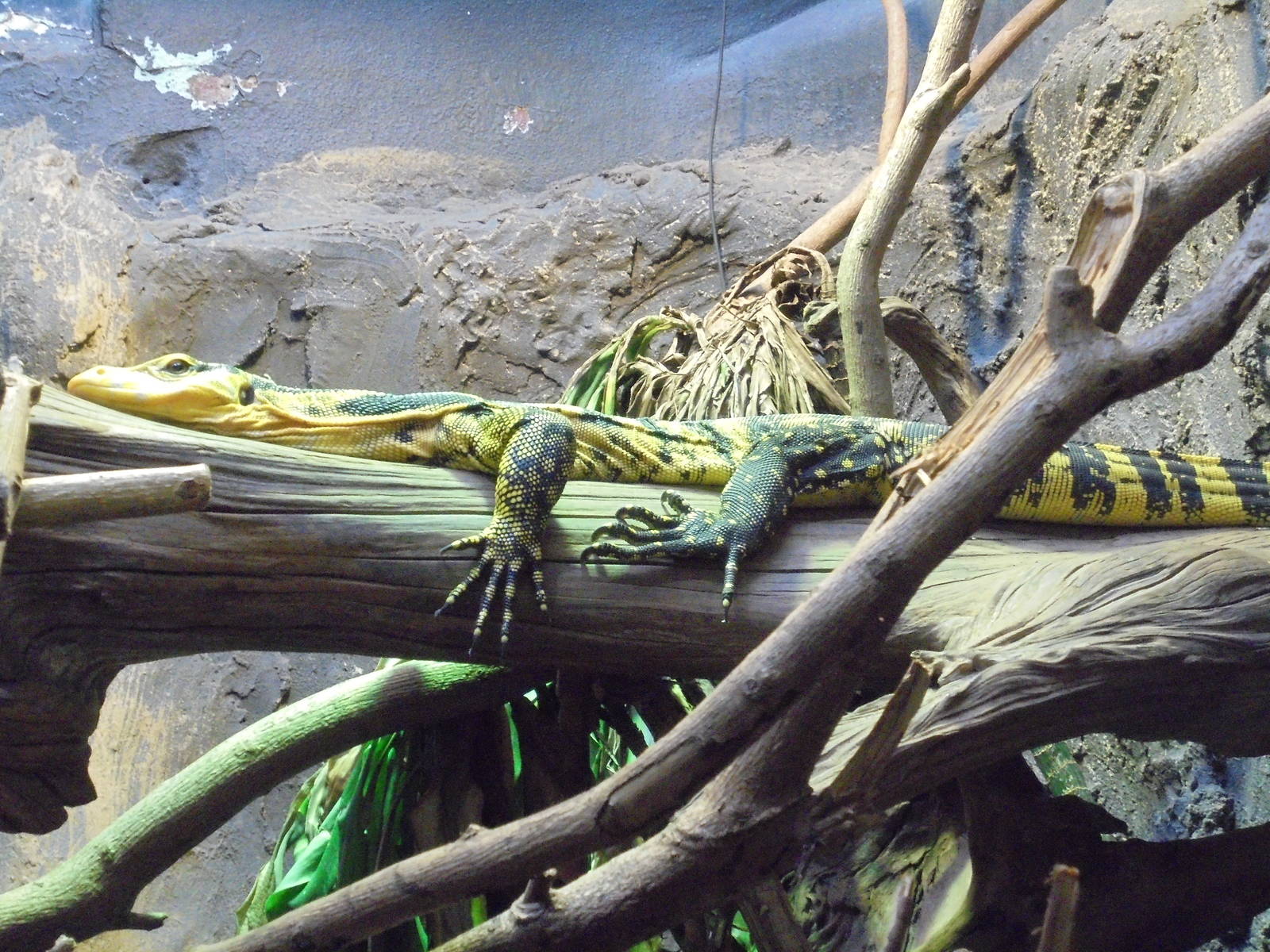 Philippine Water Monitor 2015.