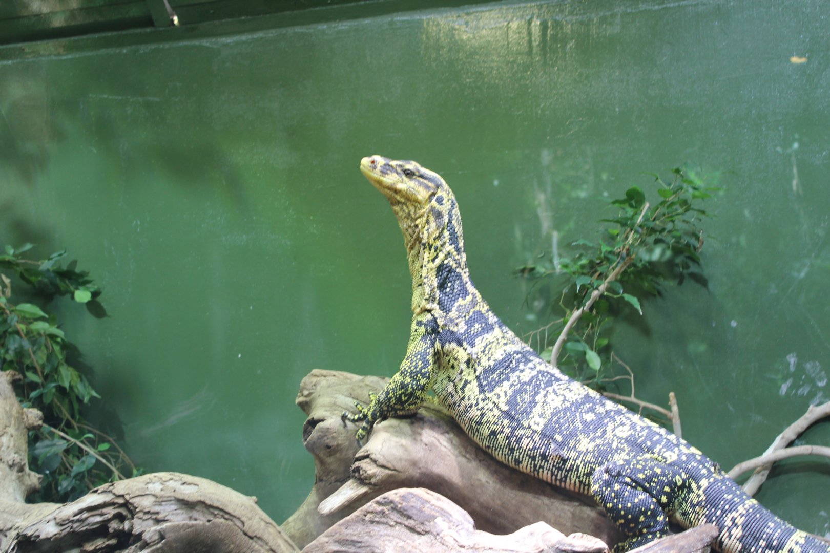 Philippine Water Monitor - 6/4/2024