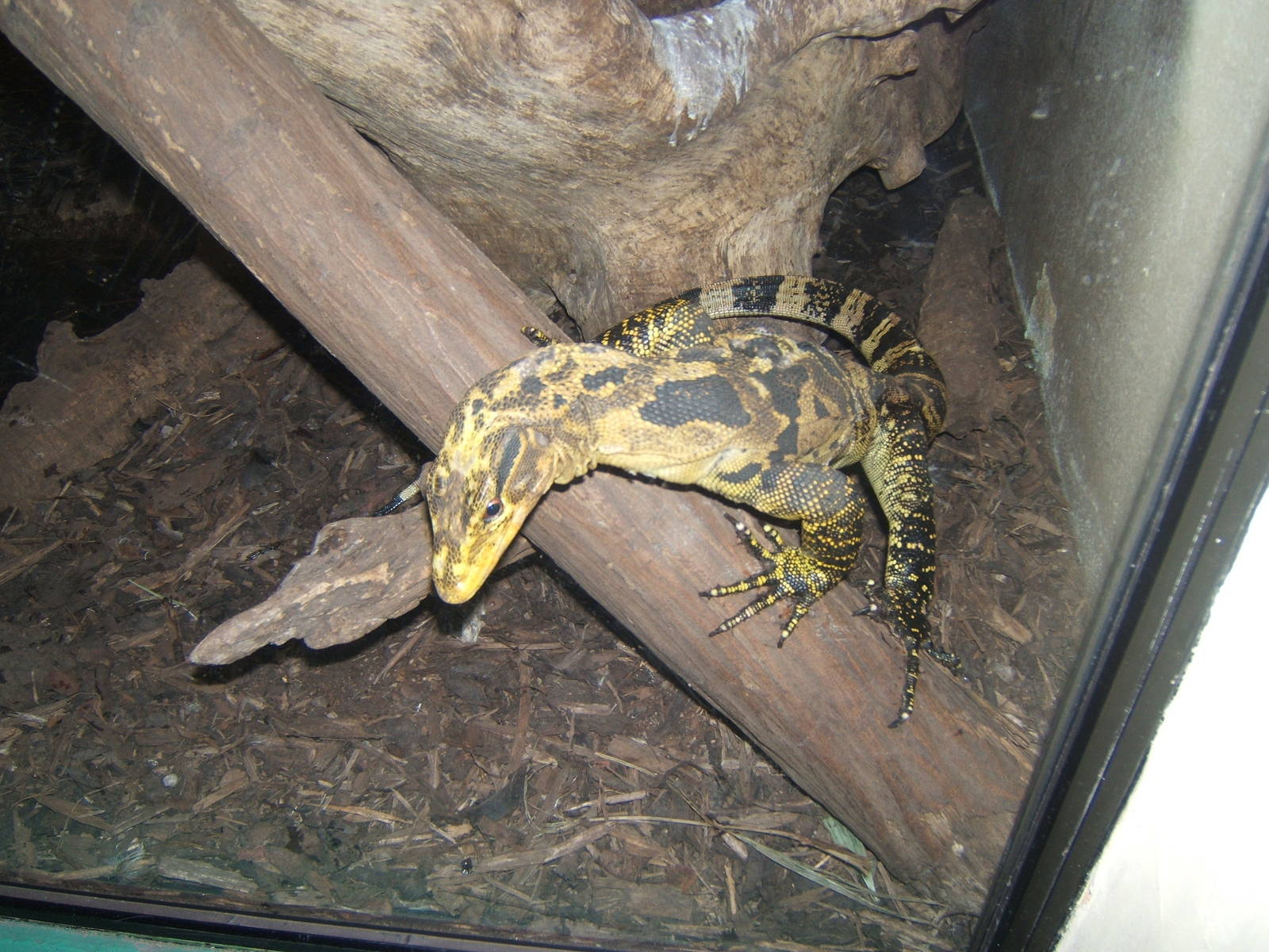 Philippine Water Monitor (Varanus cumingi)