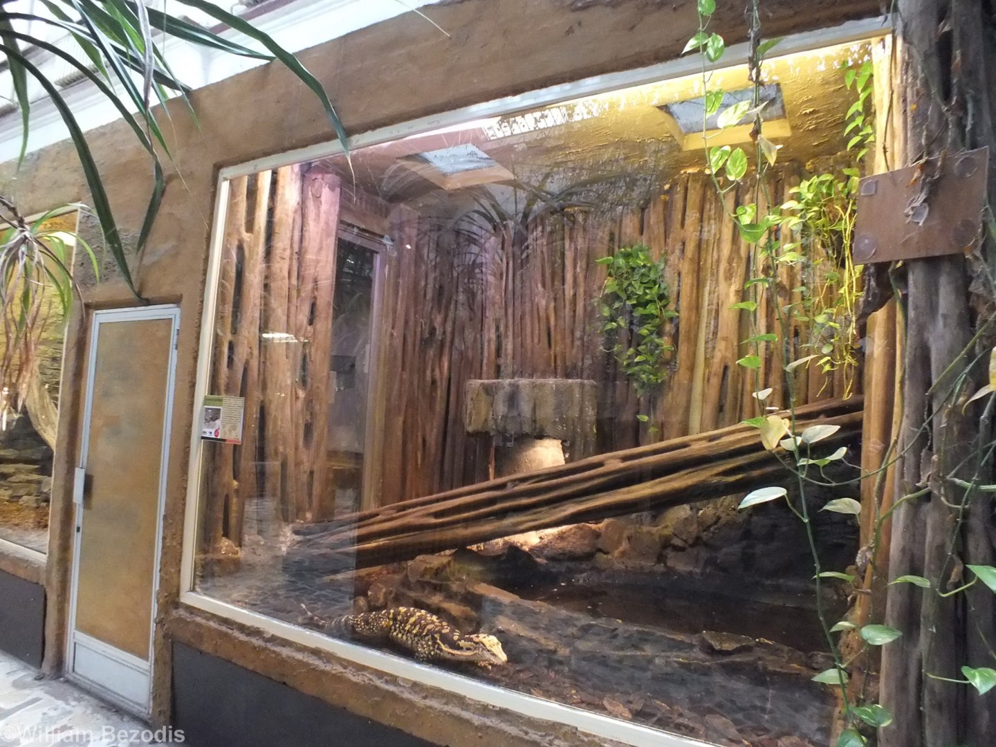 Philippine Water Monitor - Wroclaw Zoo Terrarium