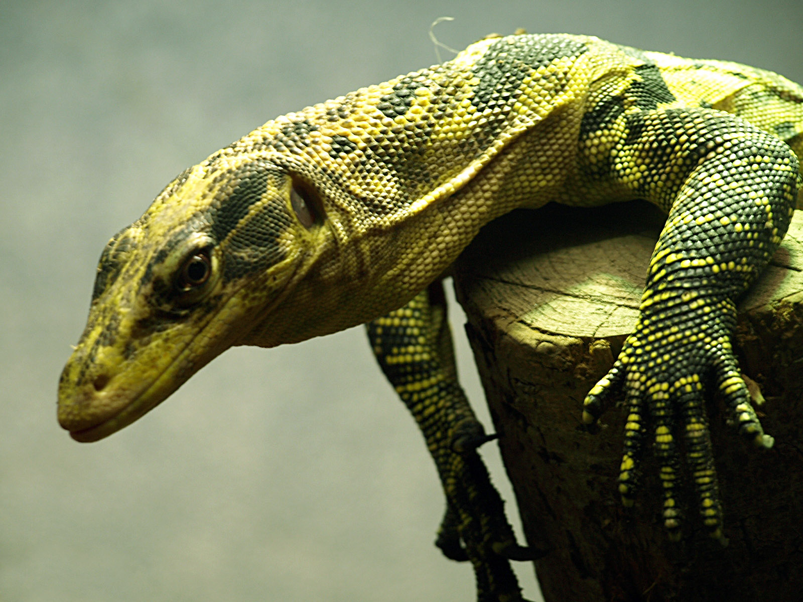 Philippine Water monitor