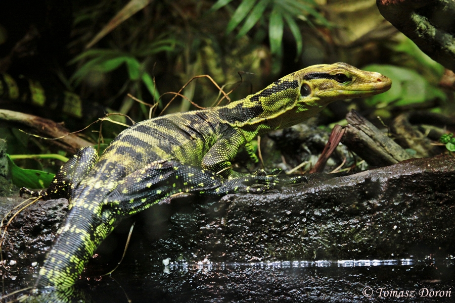 Philippine Water Monitor