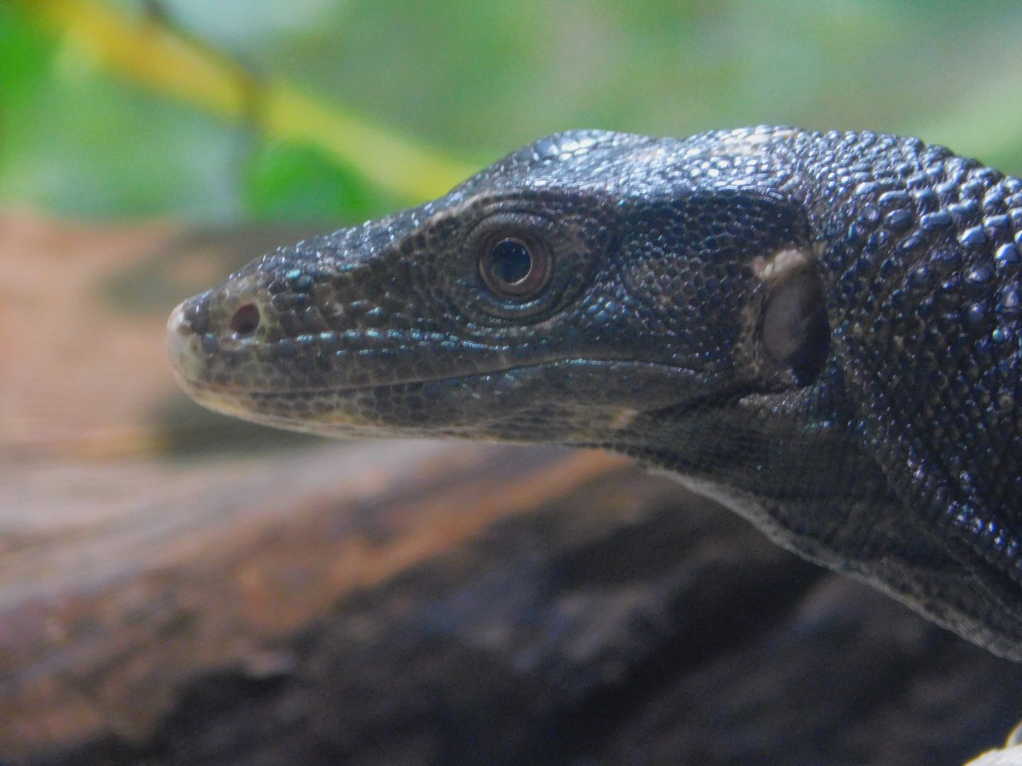 Philippine Water Monitor