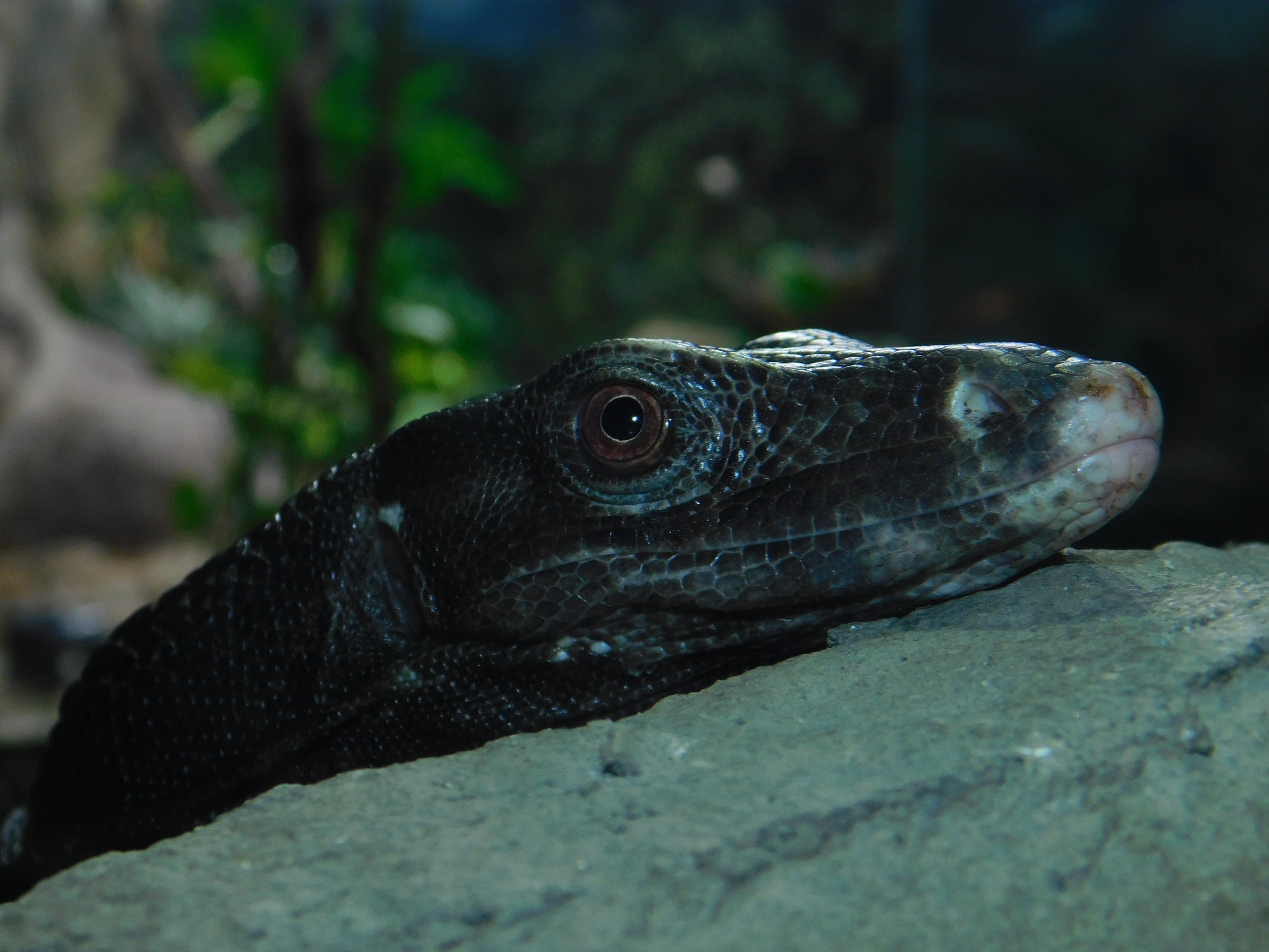 Philippine Water Monitor