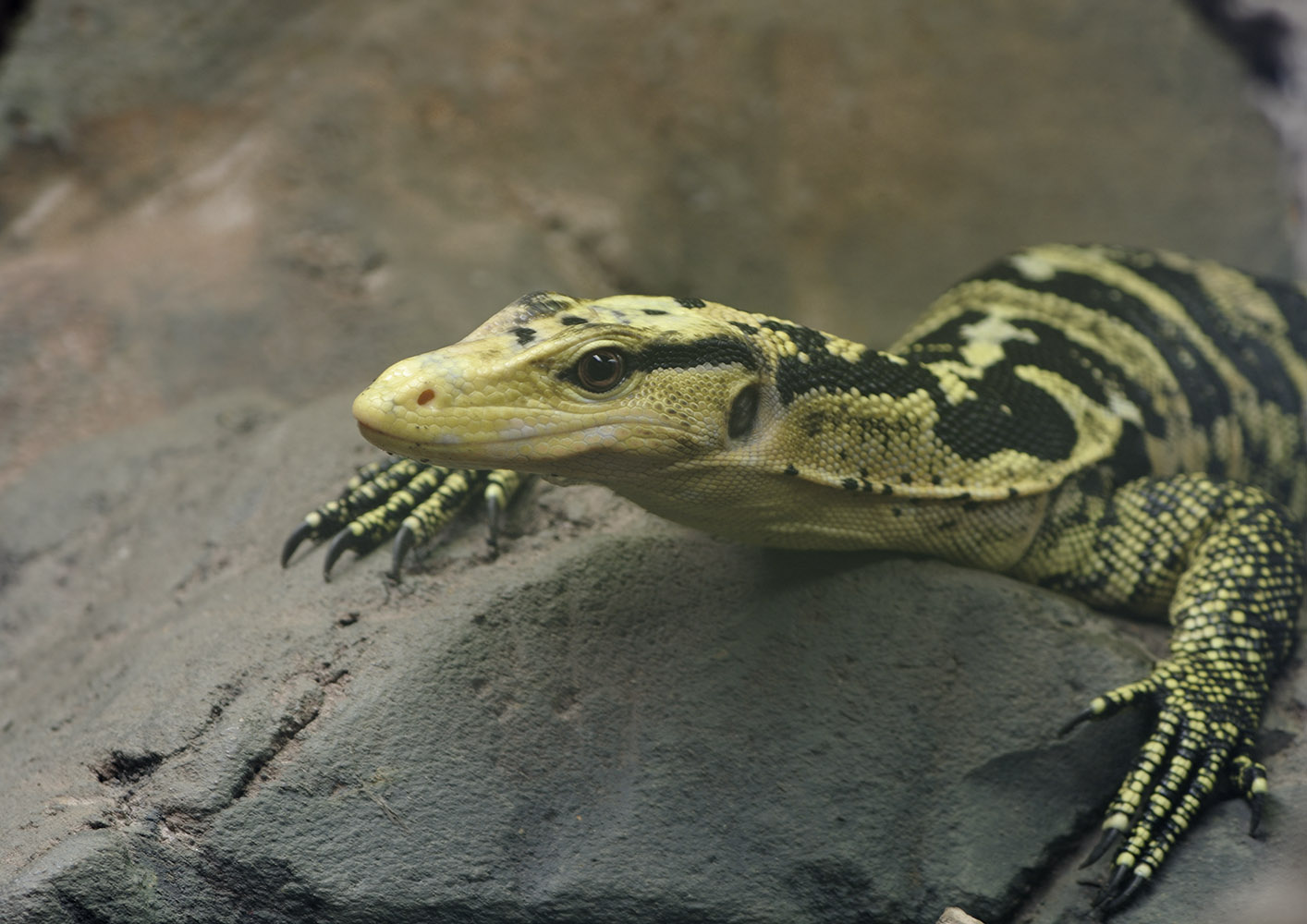 Philippine water monitor