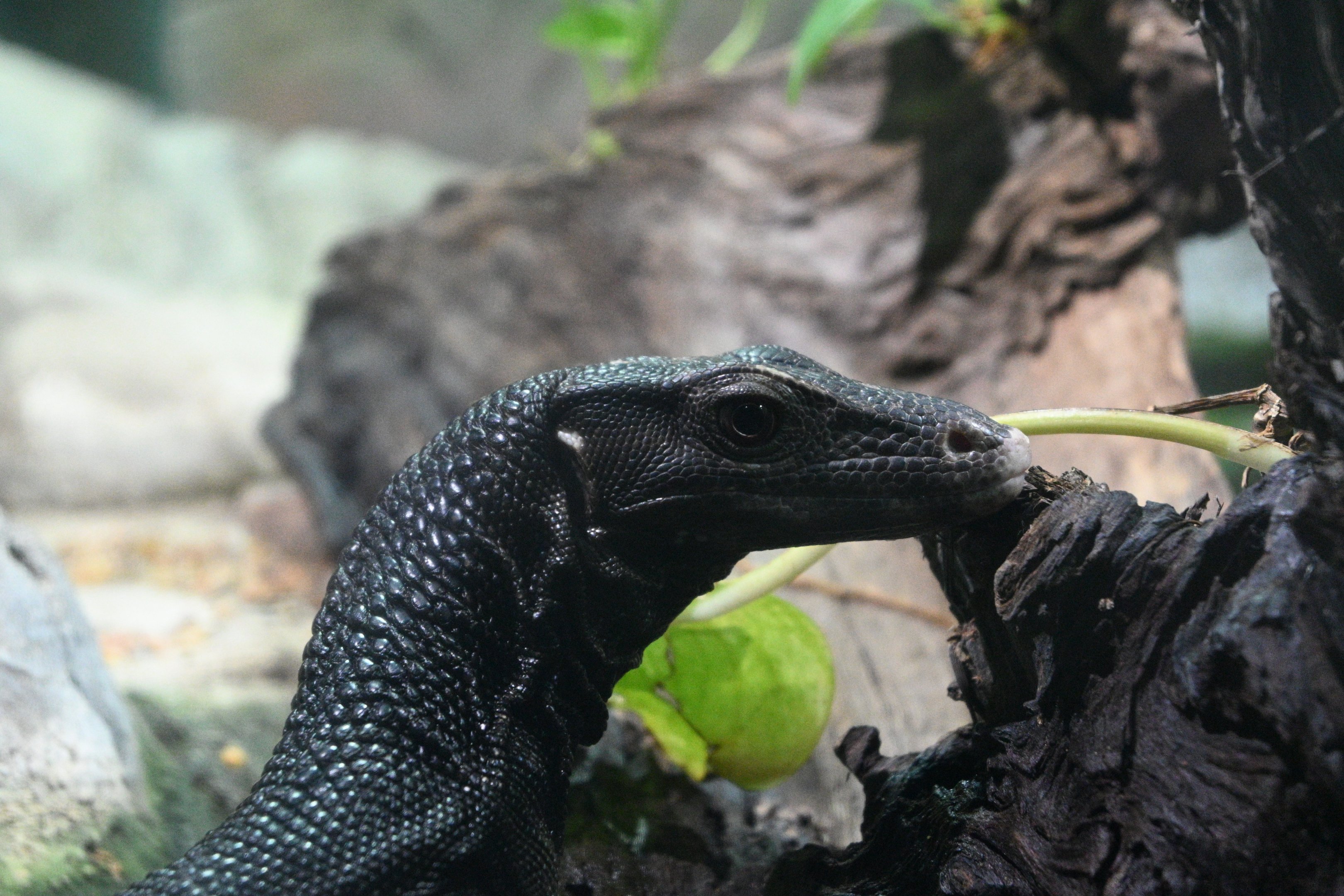 Philippine Water Monitor