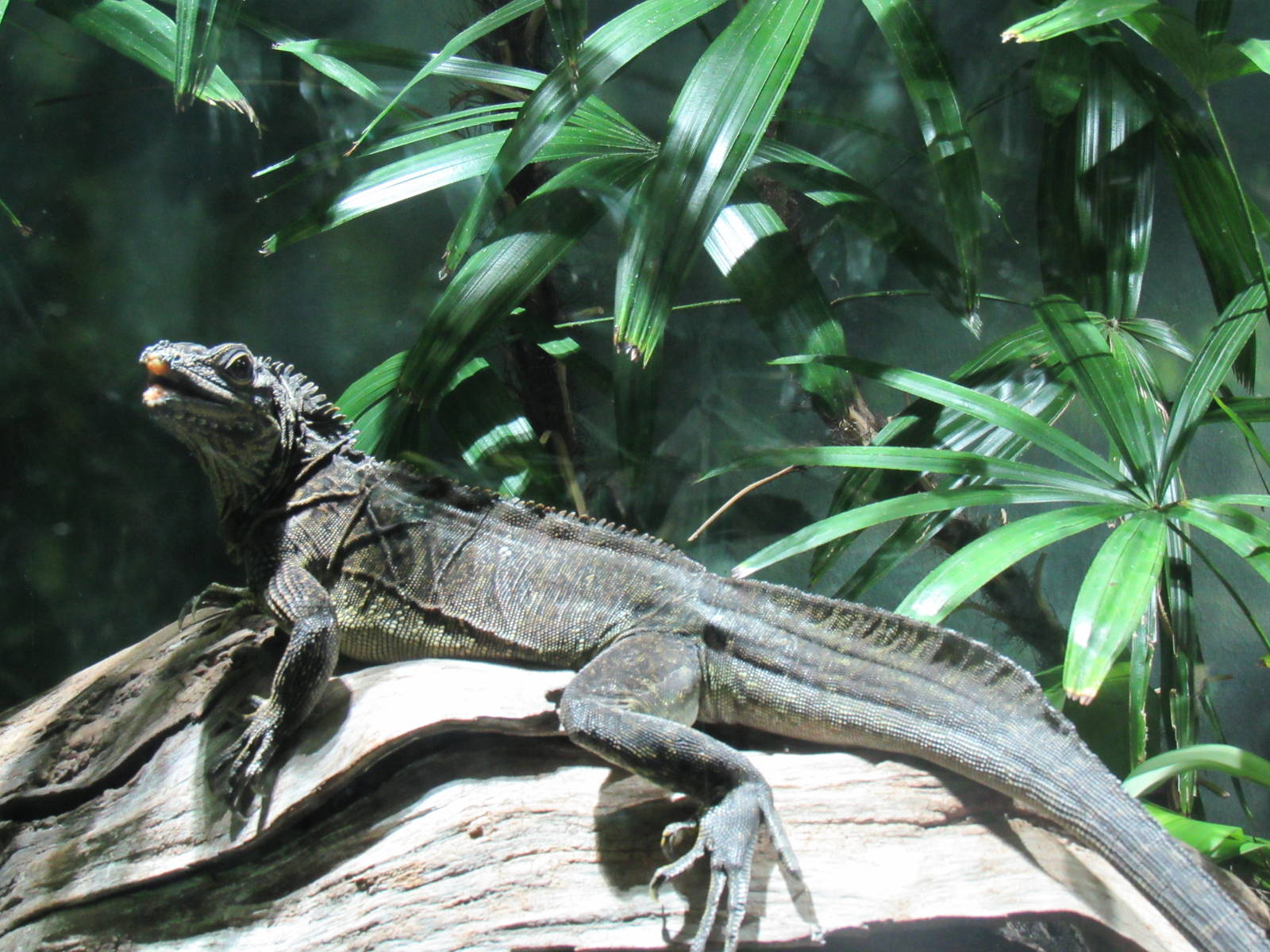 Philippine_Sailfin_Dragon