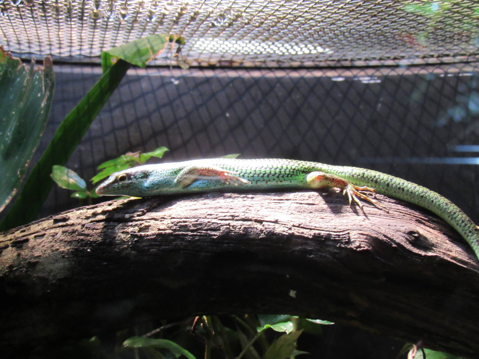 Philippine_Tree_Skink