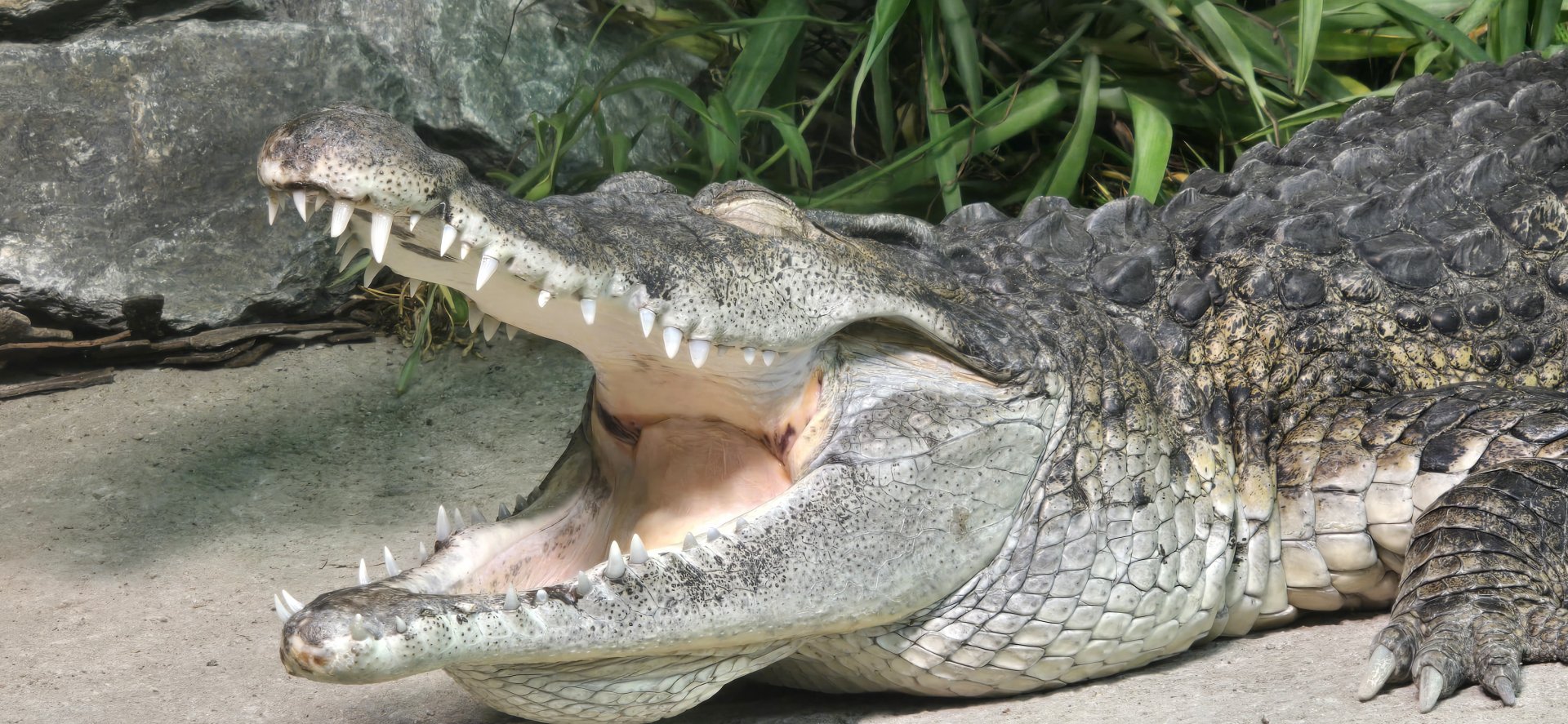 Philippines crocodile