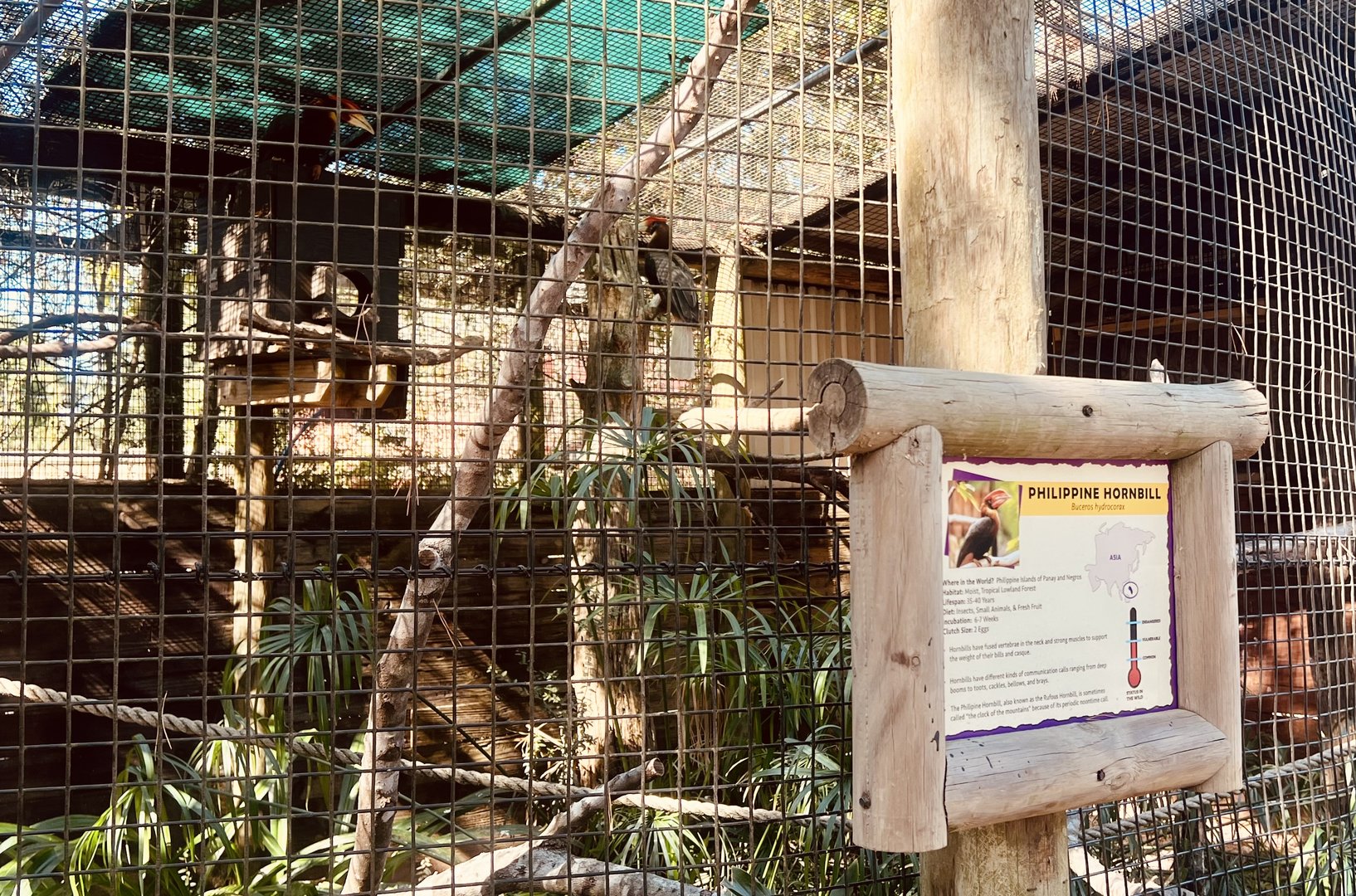 Philippines Hornbill Exhibit