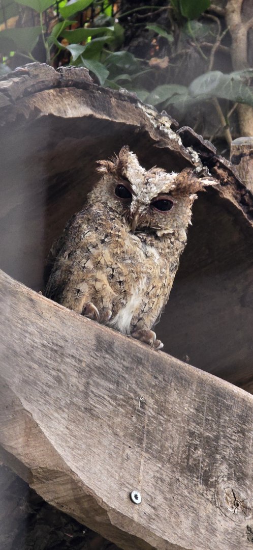 Philippines scops owl