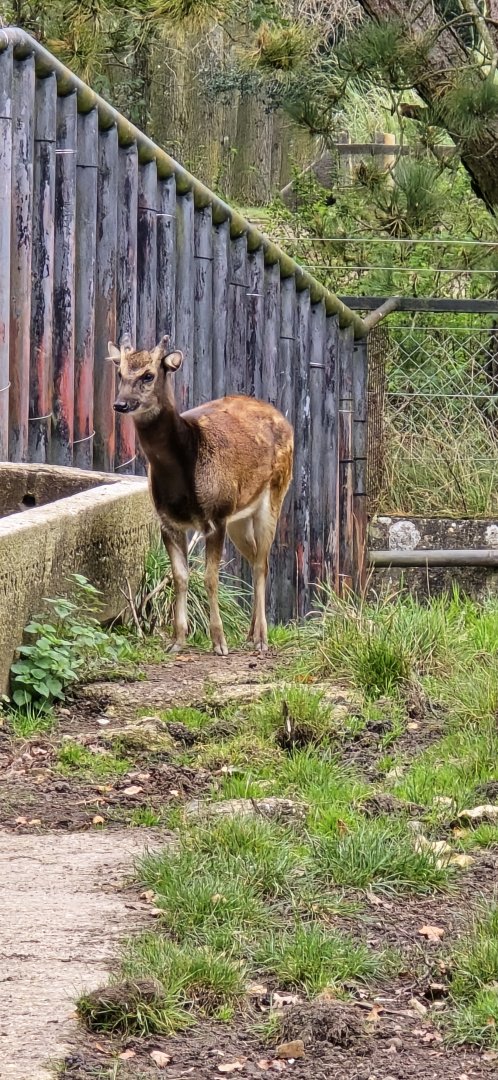 Philippines spotted deer