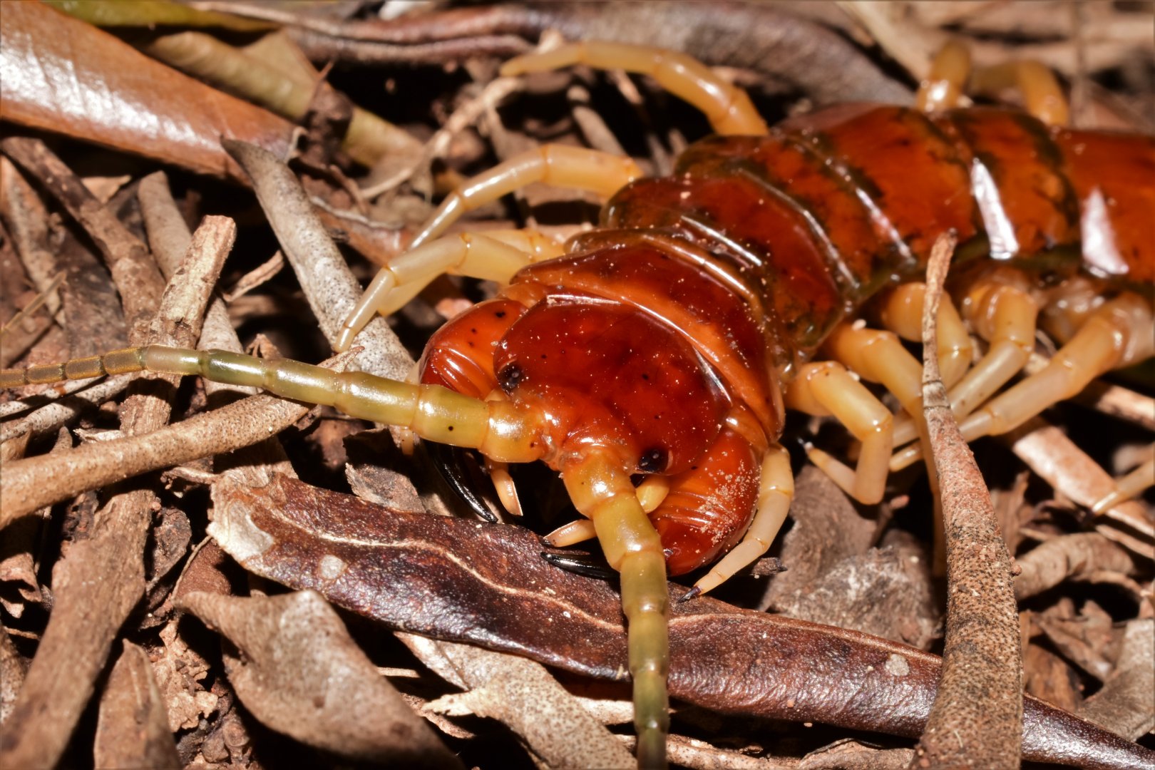 Phillip Island Centipede, Cormocephalus coynei