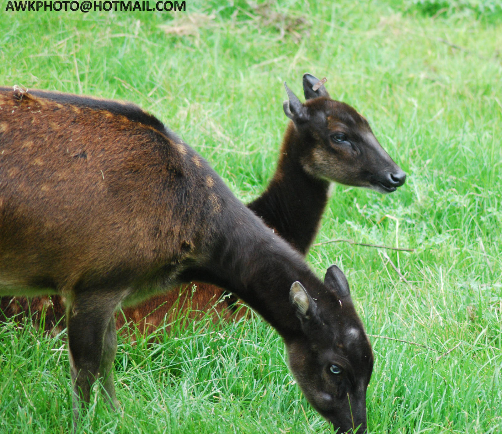 PHILLIPEAN SPOTTED DEER