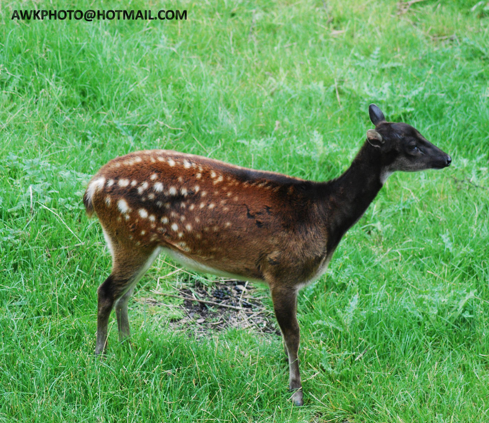 PHILLIPEAN SPOTTED DEER