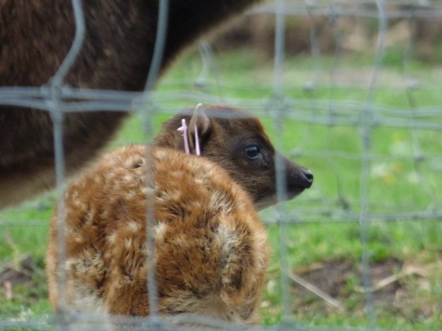 Phillipene Spotted Deer Calf