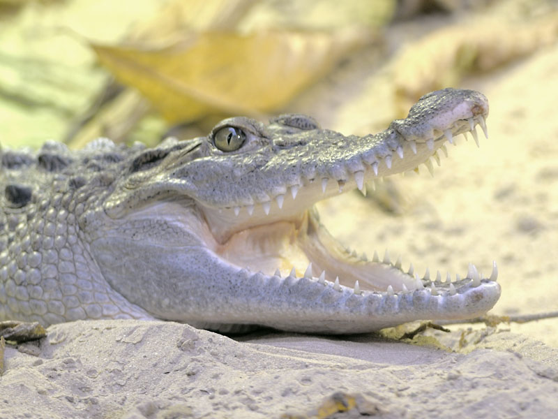 Phillipine Crocodile 1