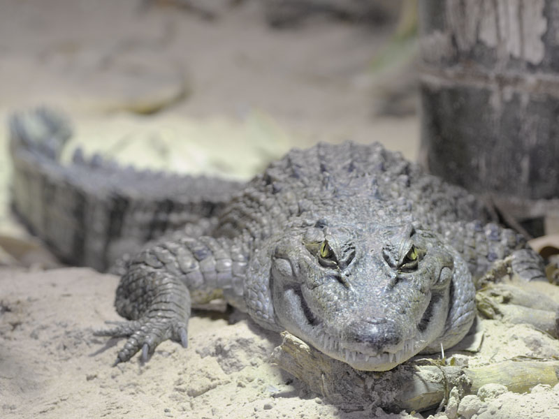 Phillipine Crocodile 2