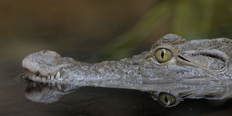 Phillipine Crocodile