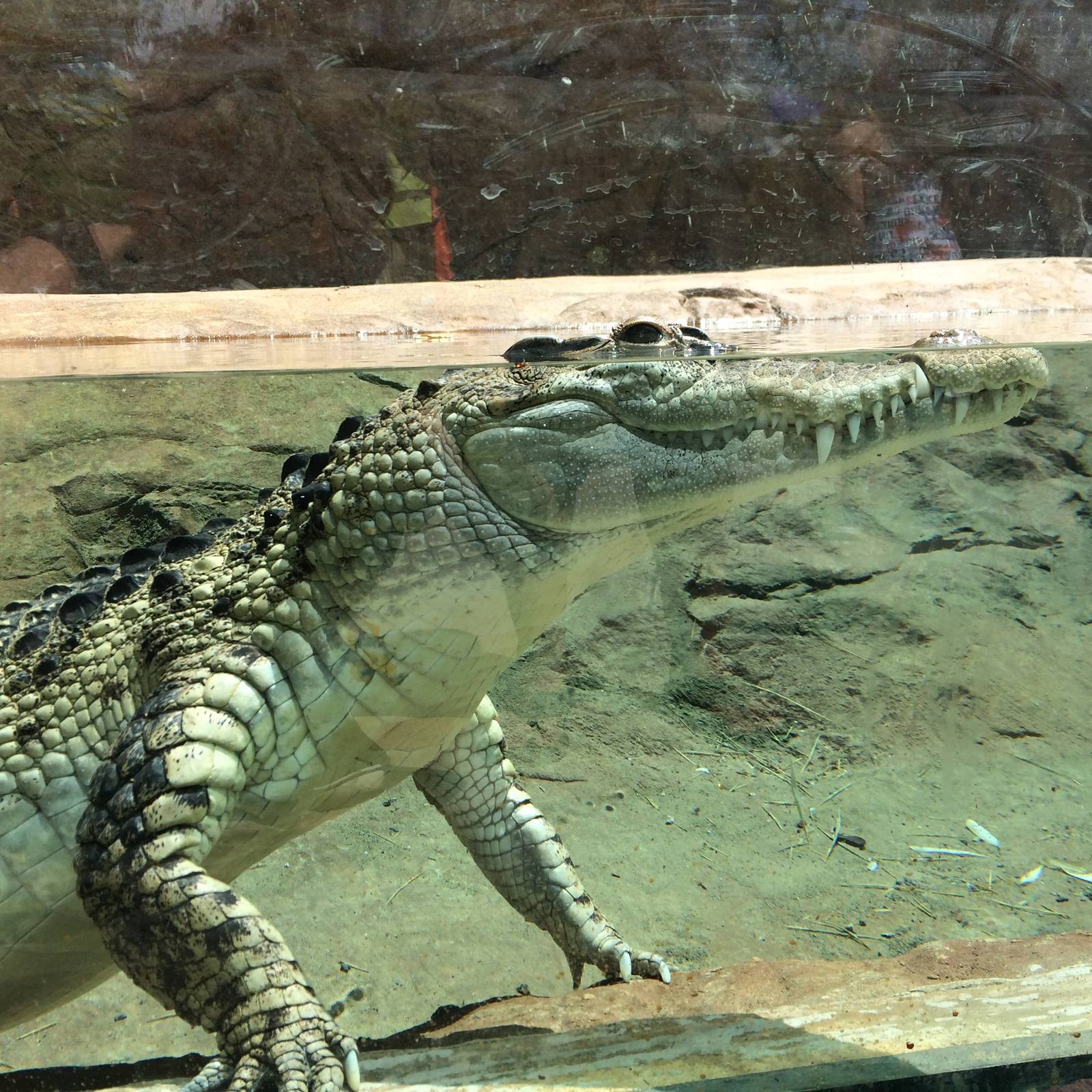 Phillipine Crocodile