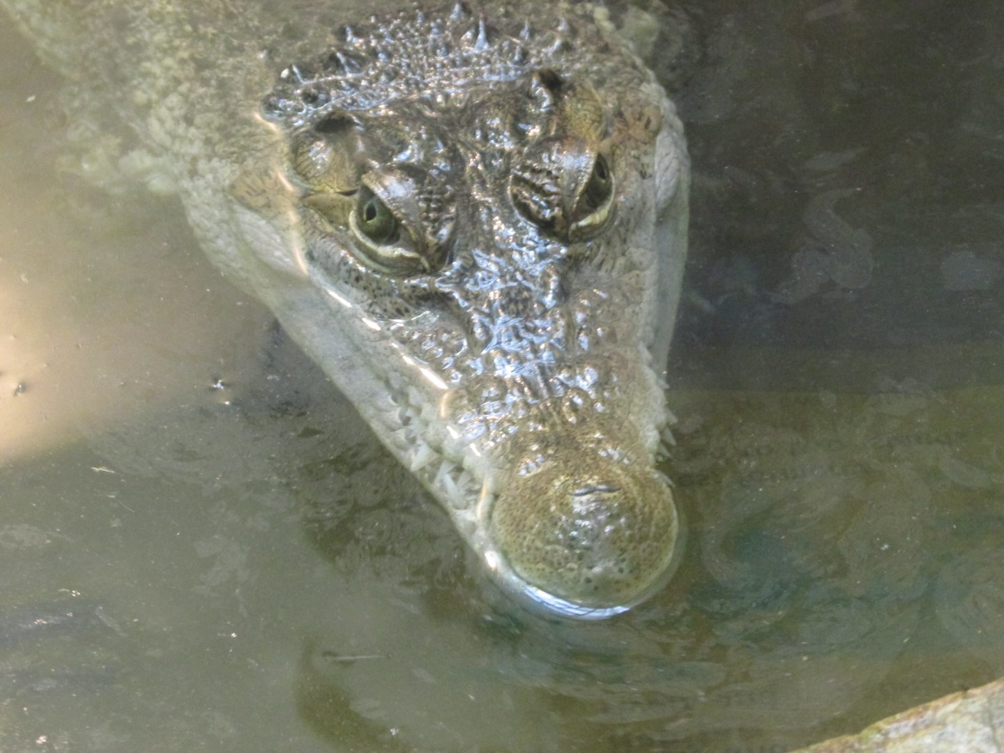 phillipine crocodile