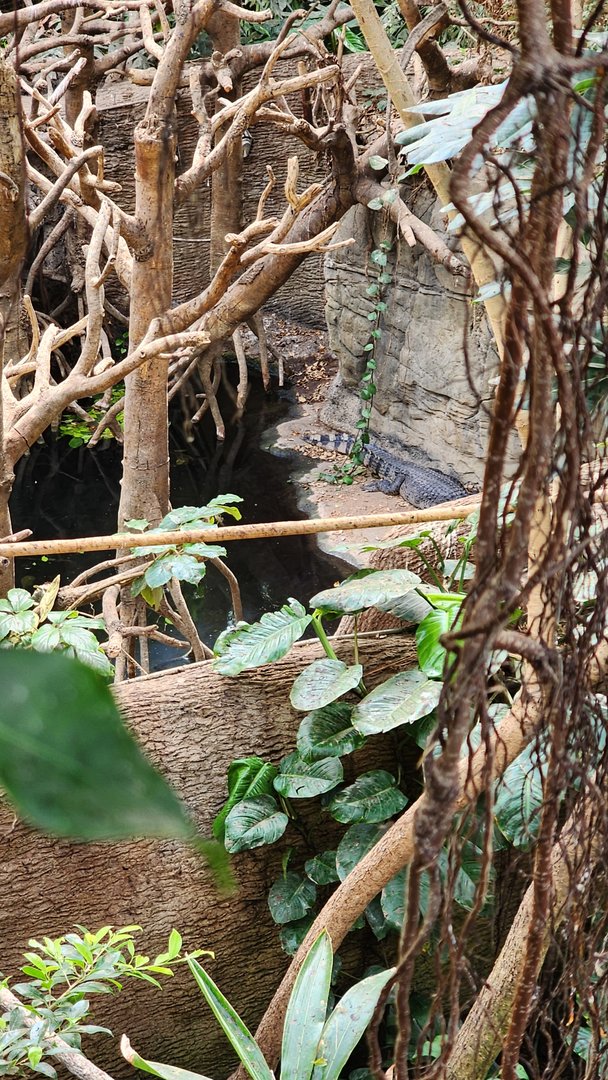 Phillipine Crocodile