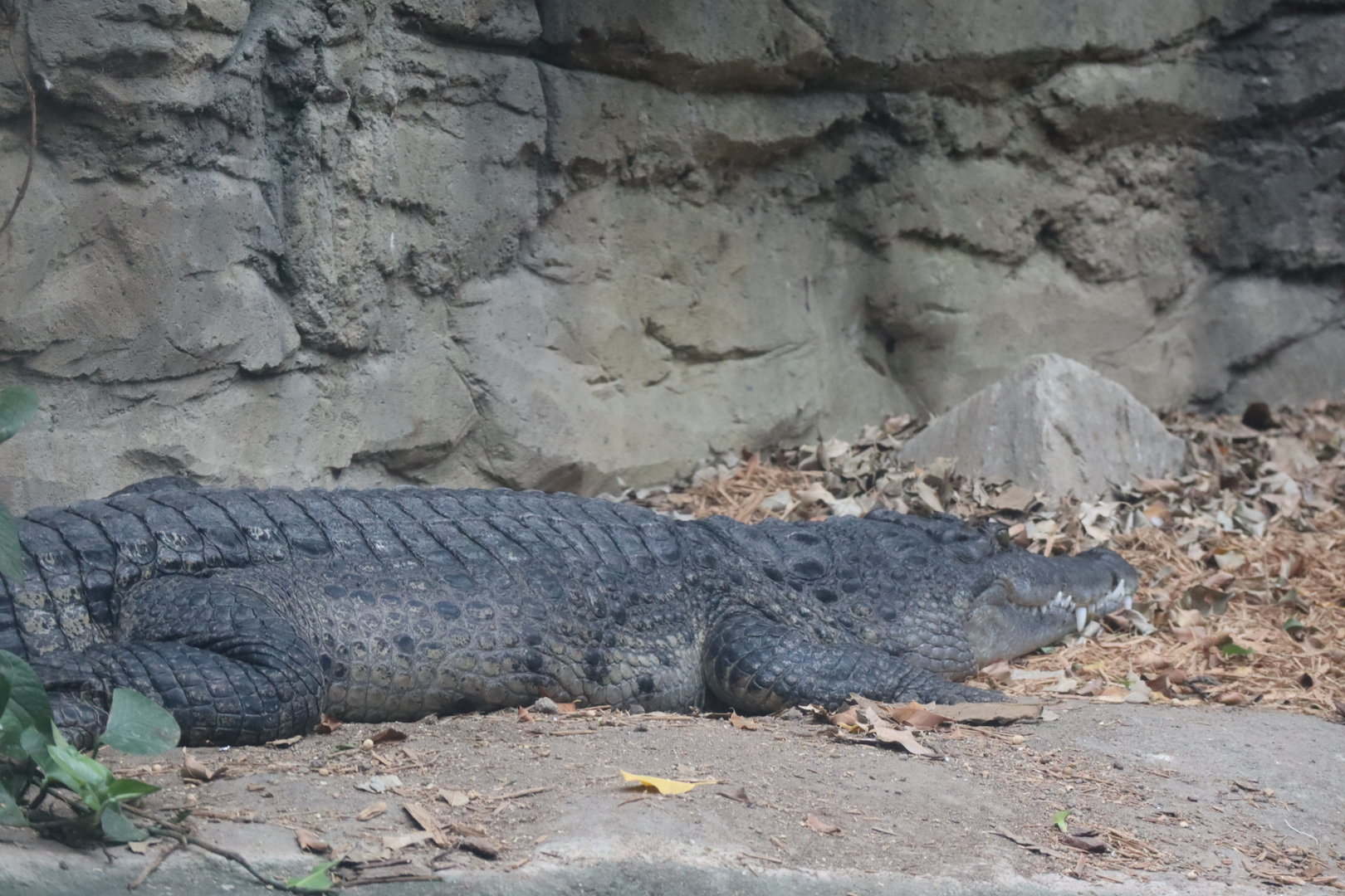Phillipine Crocodile