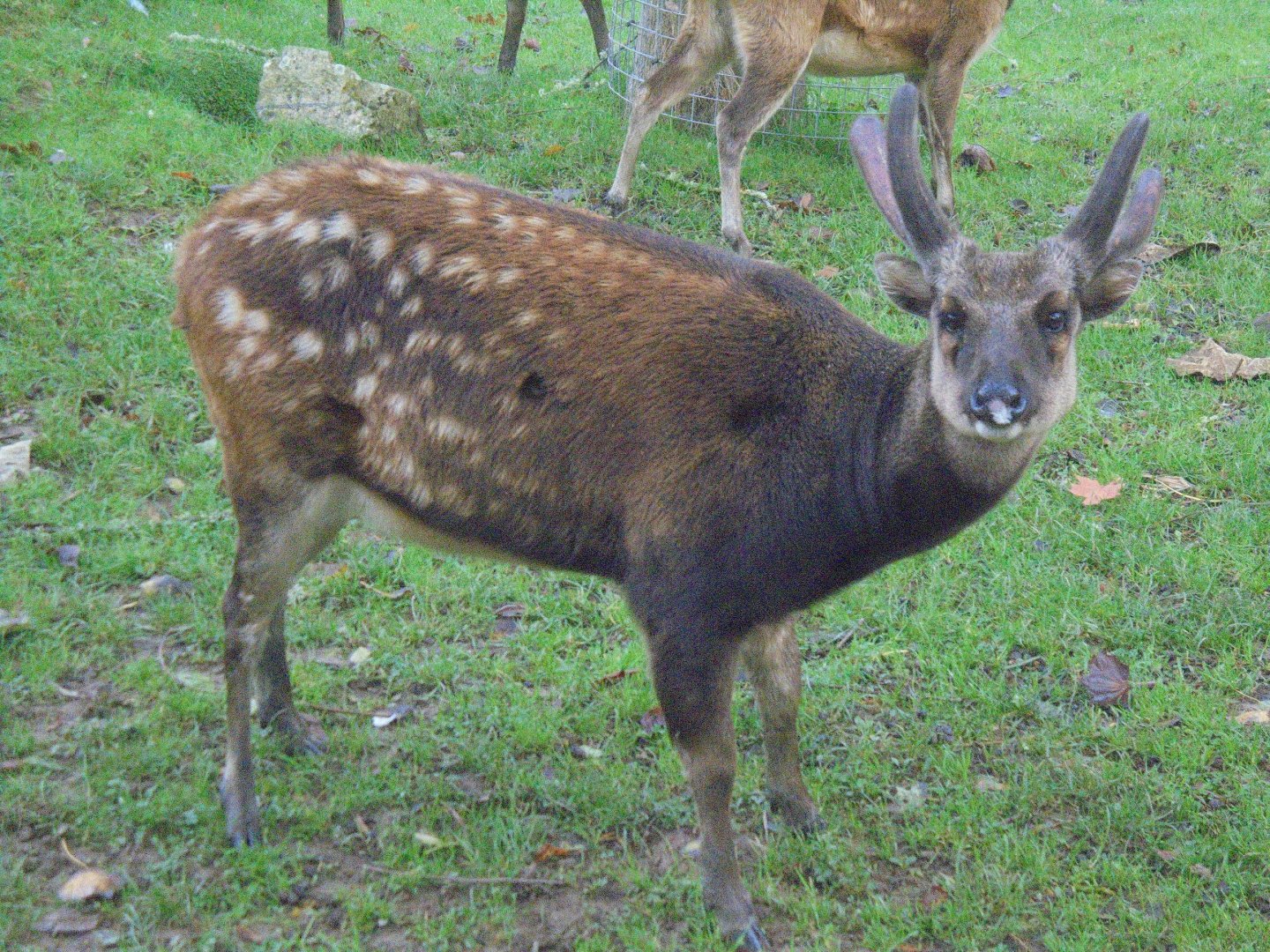 Phillipine Deer male