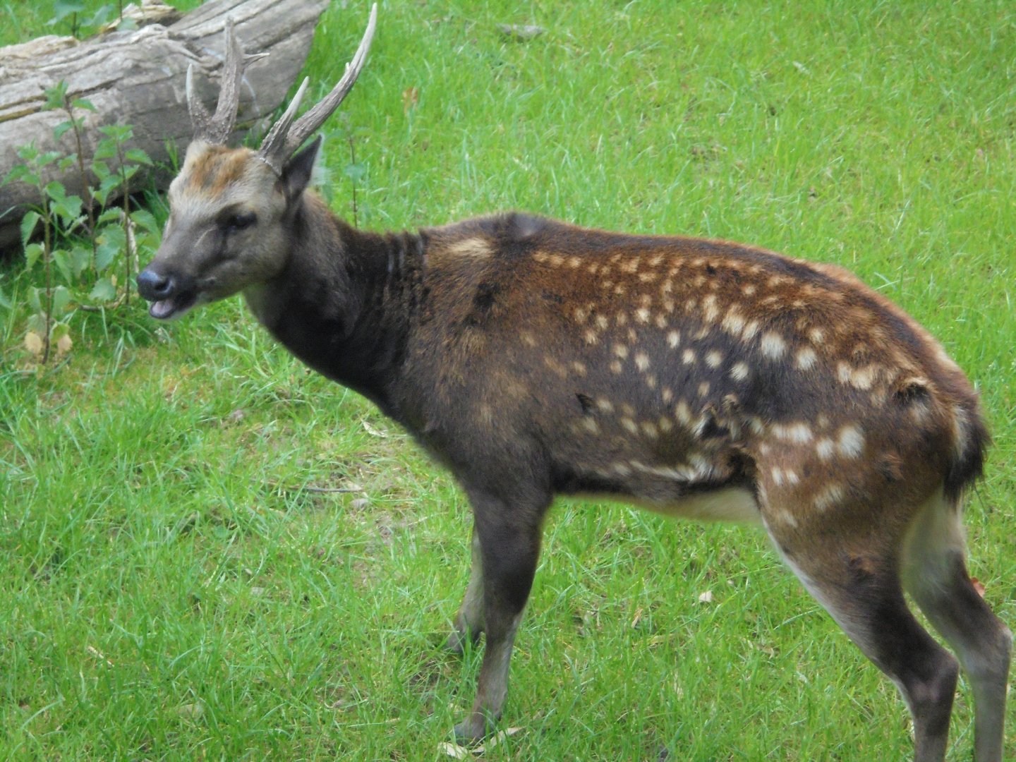 Phillipine Deer stag.