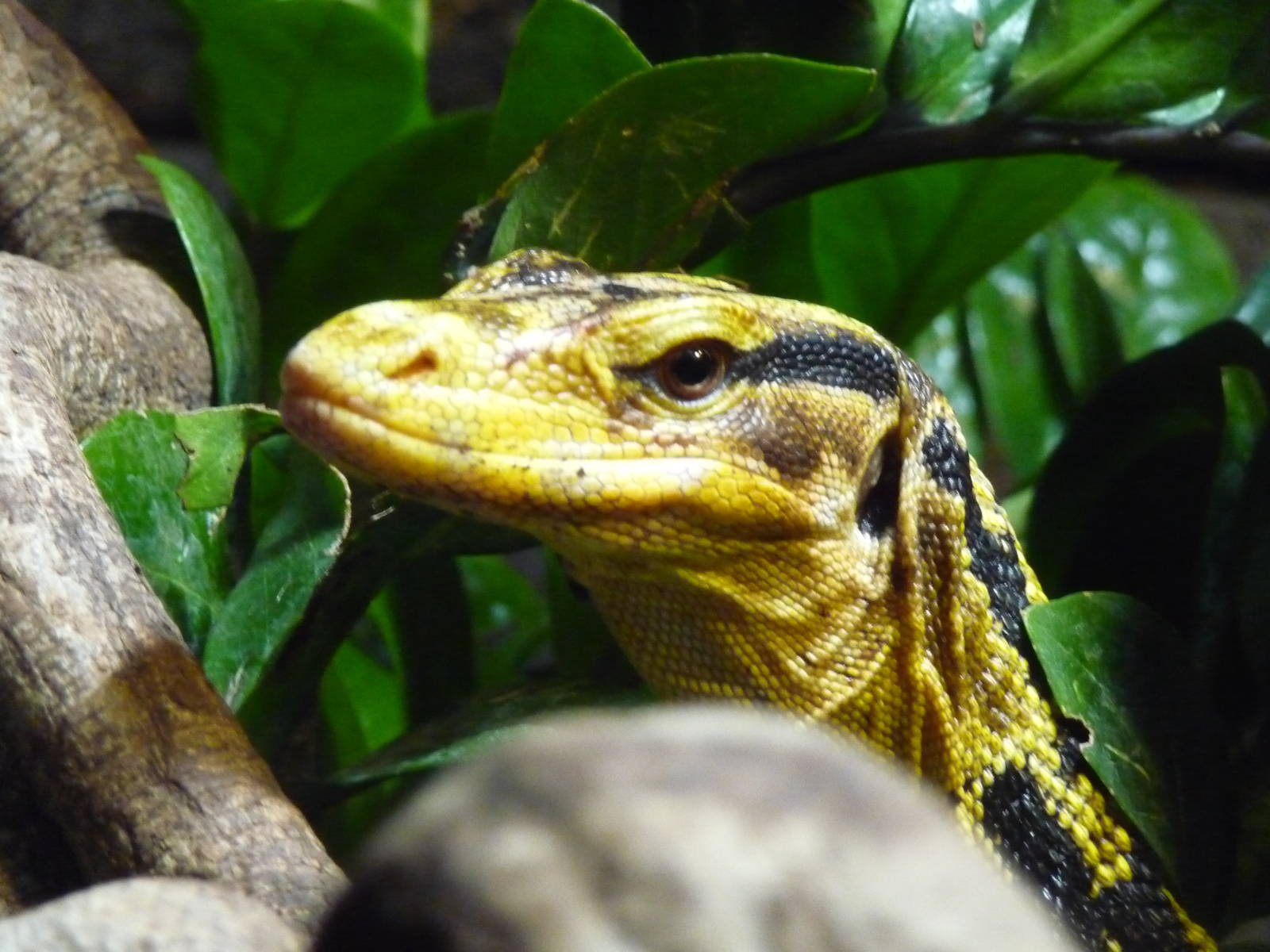 Phillipine Monitor Lizard London Zoo