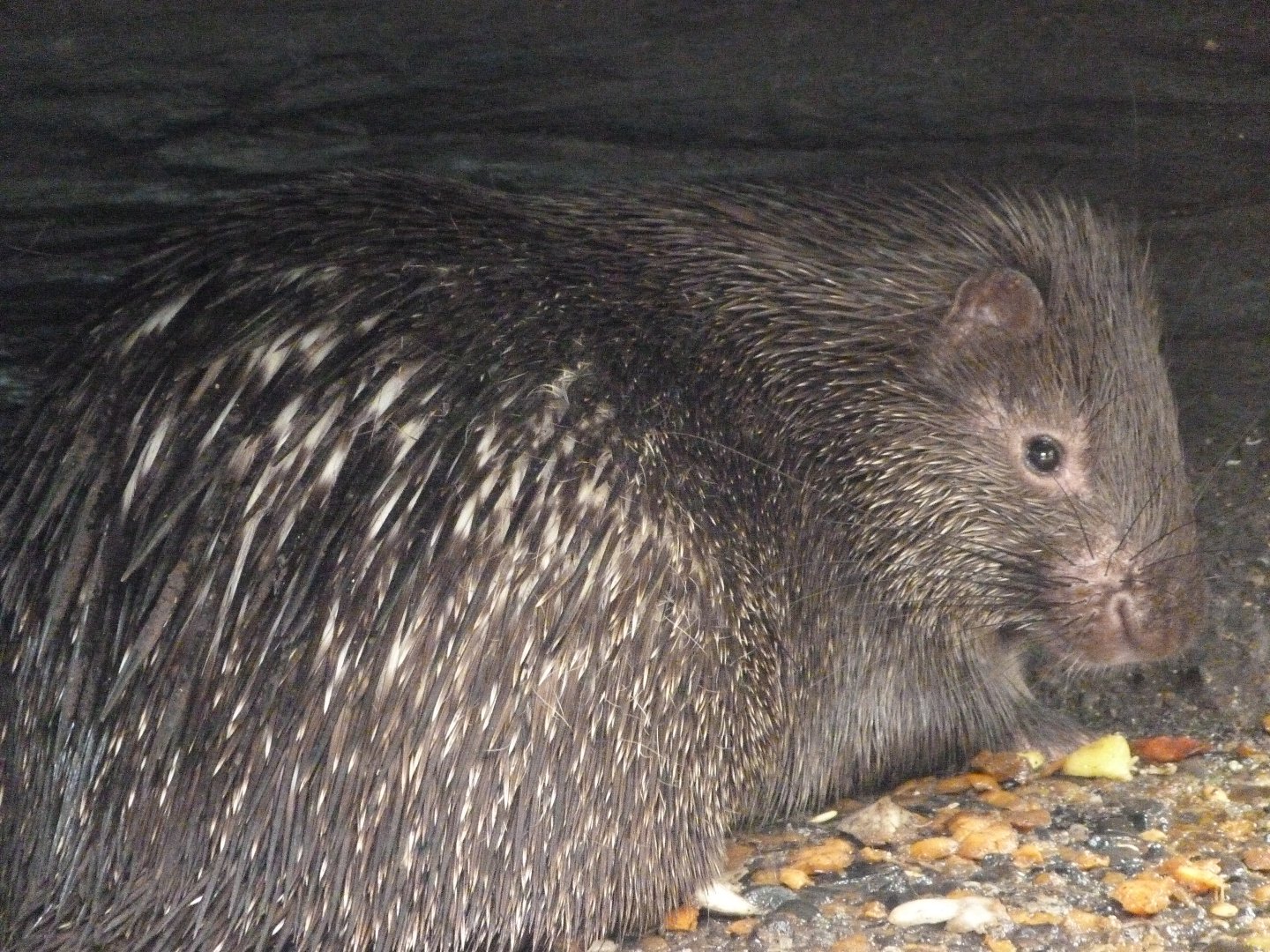Phillipine porcupine -Zoo d'Asson (2025)