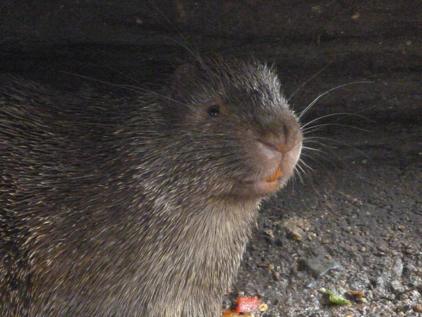 Phillipine porcupine -Zoo d'Asson (2025)
