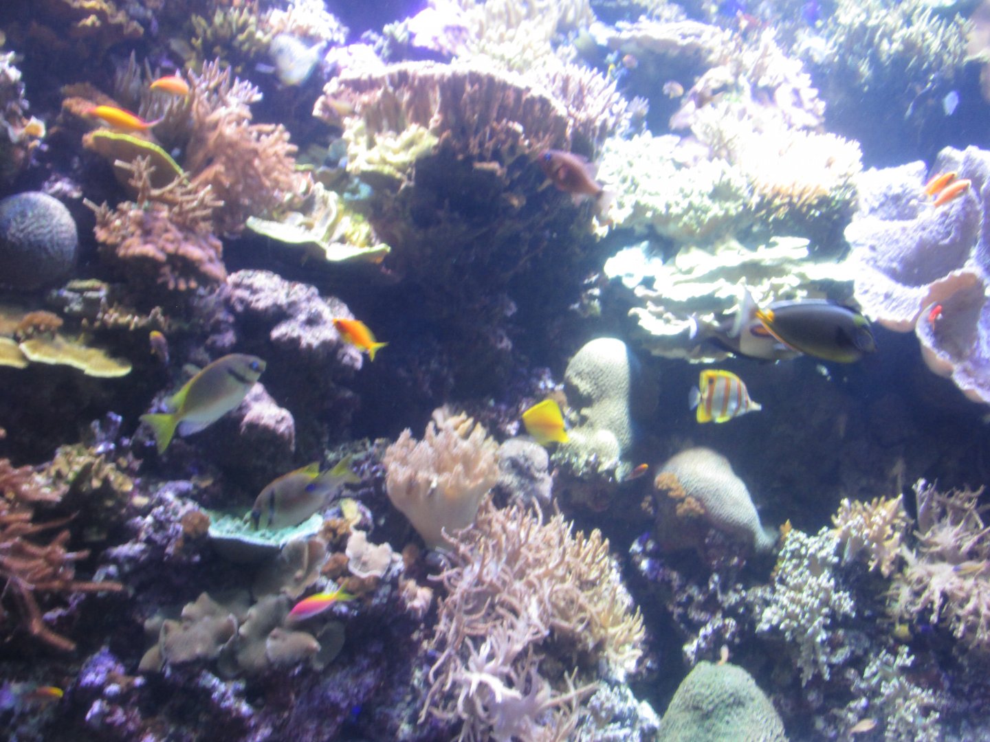 phillipine reef tank january 2017