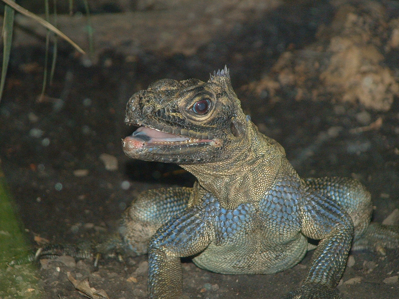 Phillipine Sail-fin Lizard Terrarium Barcelona Zoo - June 2009