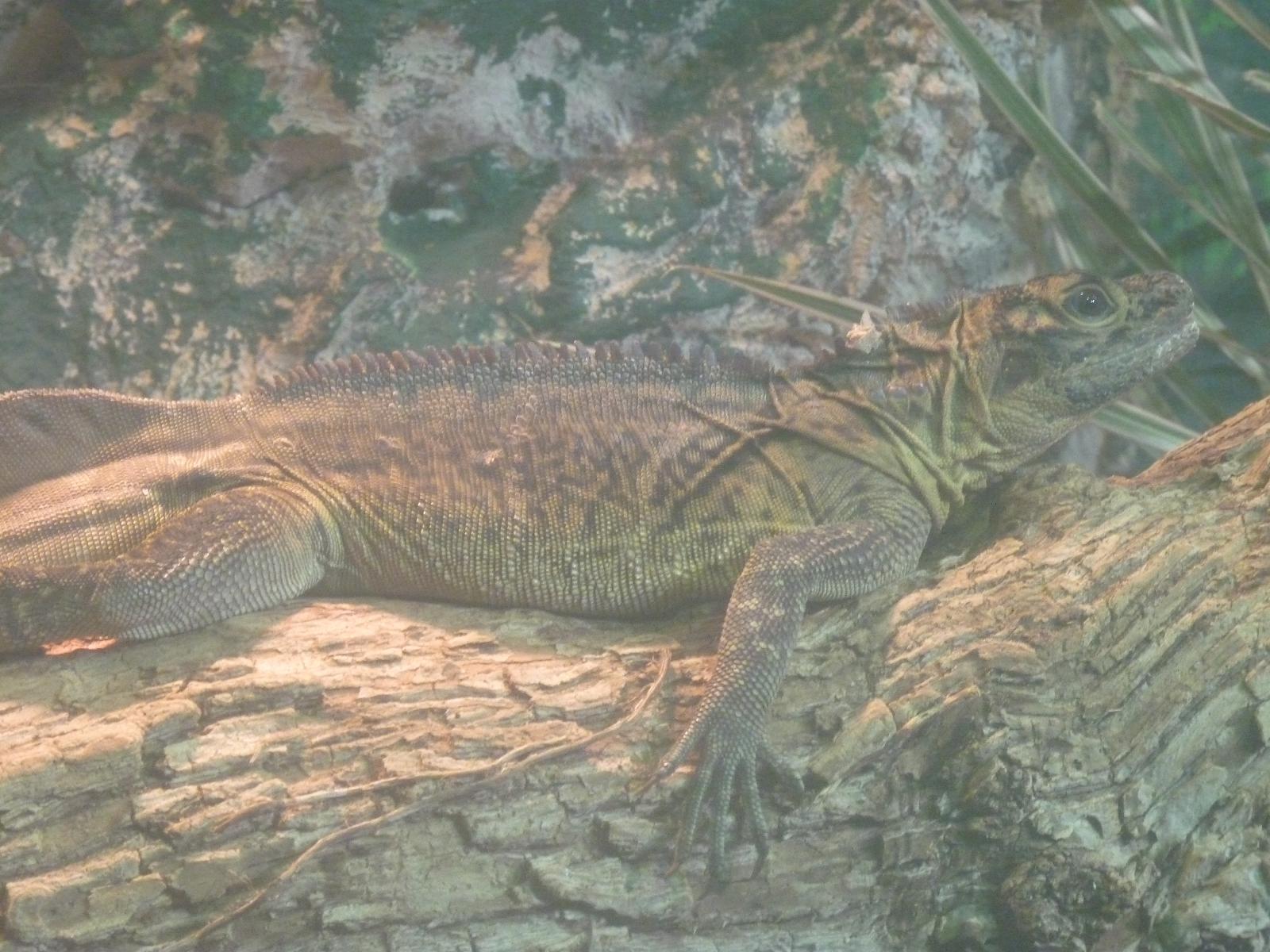 Phillipine Sailfin Lizard