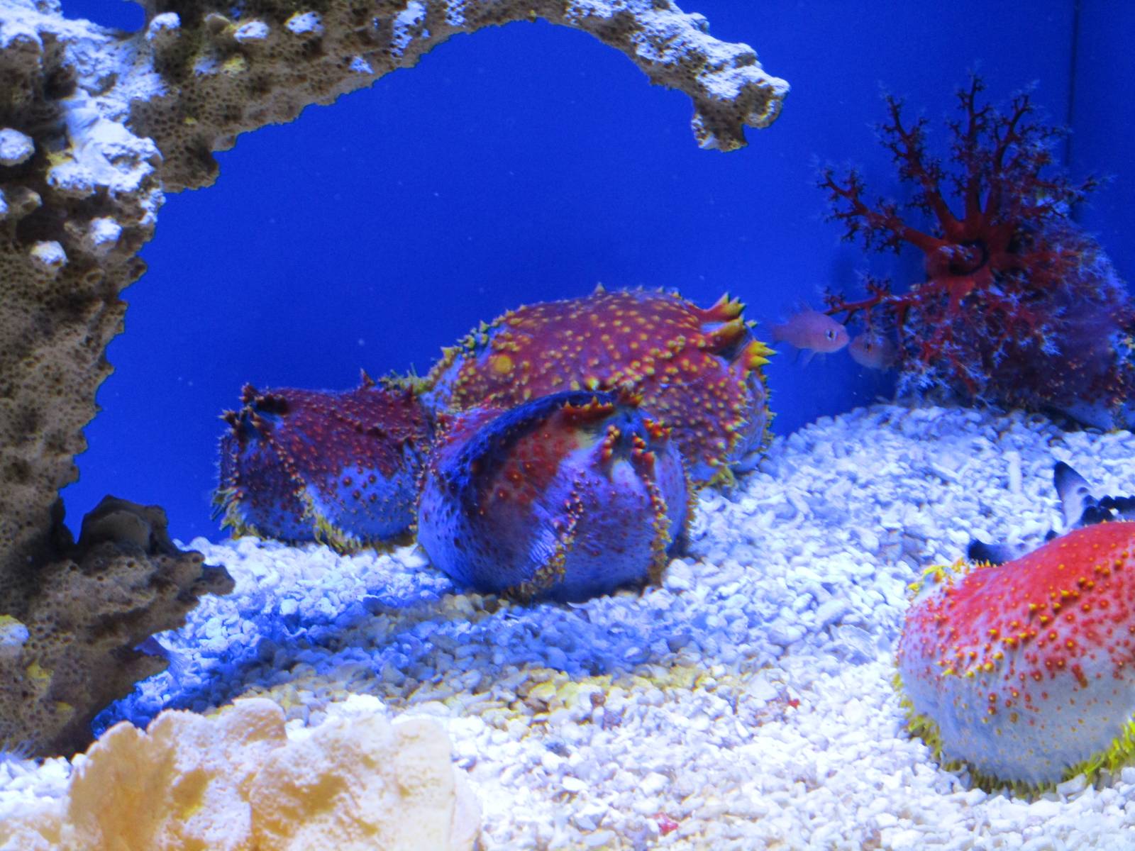 Phillipine Sea Apples